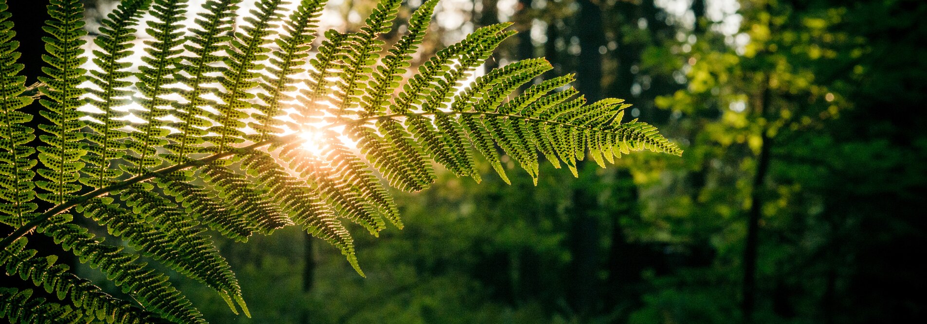 Nachhaltigkeit | © shutterstock / 1190139652