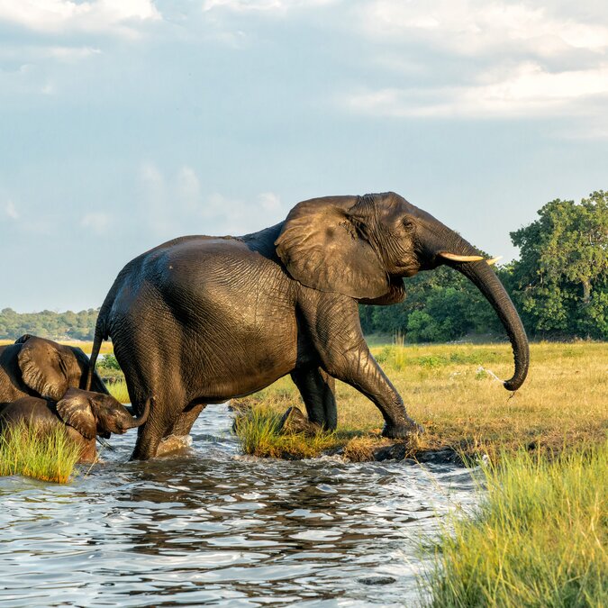  Éléphants du parc national de Chobe | © shutterstock_2504198197
