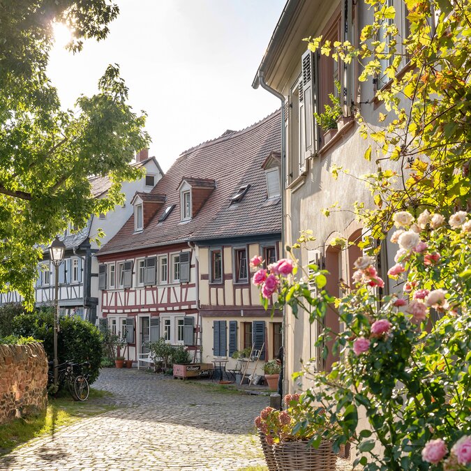 The historic old town of Frankfurt-Höchst, with its half-timbered houses, cobbled streets, blooming roses and leafy trees bathed in sunshine. | © #visitfrankfurt, plazy, Isabela Pacini