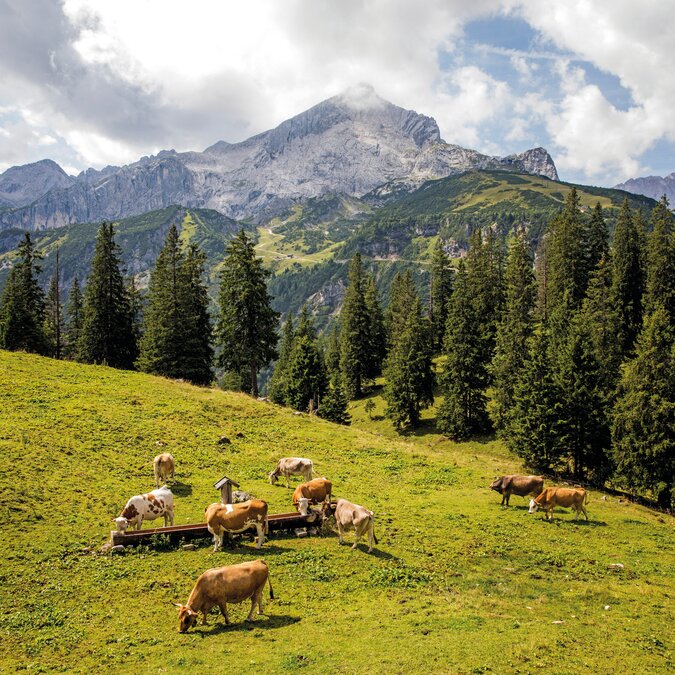 Cows on the Kreuzalm against a mountain backdrop | © © GaPa Tourismus GmbH/ Christian Stadler