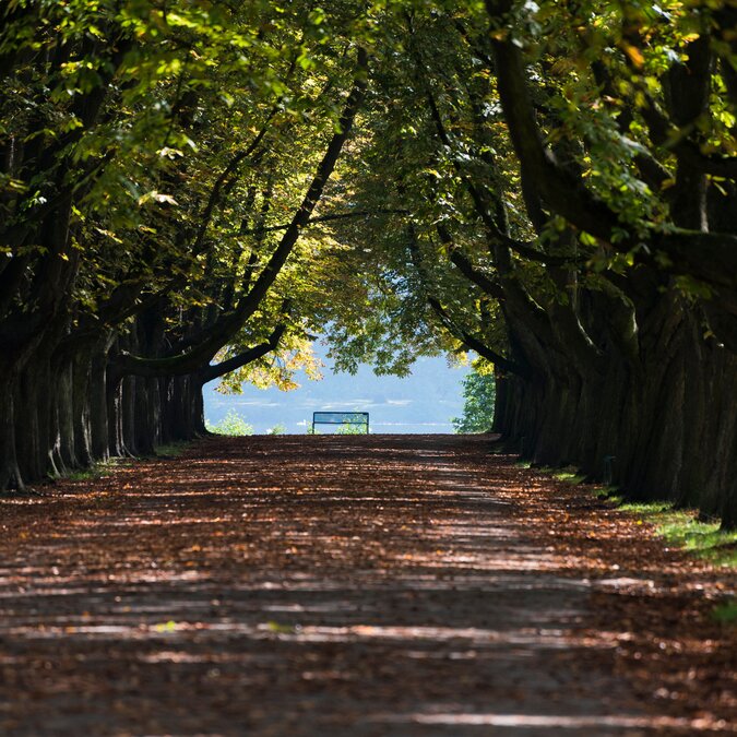 Walk in the city forest lined with trees in autumn | © shutterstock / 2212290277