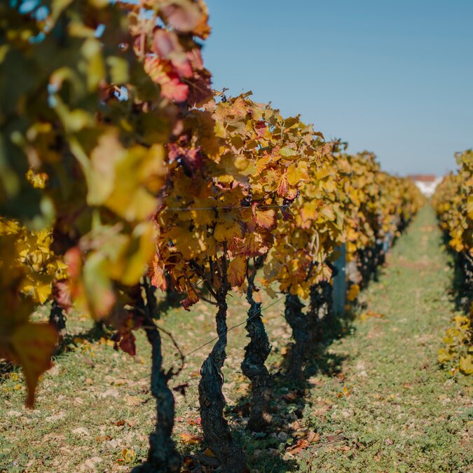 Weinberg in Dijon | © Shutterstock 1103809706