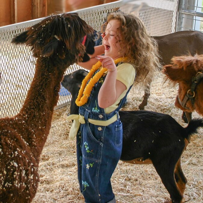 Cheerful little girl with alpacas | © shutterstock / 2446878159